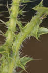 Spiny plumeless thistle